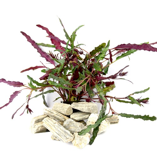 Hemiographis exotica en pot